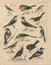 Illustrations for the General Natural History of Oken for all classes Pl041 - Lorenz Oken — artwork view