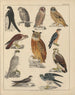Ilustraciones para la historia natural general de Oken para todas las clases Pl042 - Lorenz Oken — vista de la obra