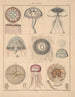 Illustrations for the General Natural History of Oken for all classes Pl064 - Lorenz Oken — artwork view