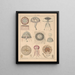 Illustrations for the General Natural History of Oken for all classes Pl064 - Lorenz Oken — framed artwork on a wall