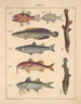 Illustrations for the General Natural History of Oken for all classes Pl099 - Lorenz Oken — artwork view