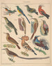 Illustrations for the General Natural History of Oken for all classes Pl122 - Lorenz Oken — artwork view