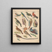 Illustrations for the General Natural History of Oken for all classes Pl122 - Lorenz Oken — framed artwork on a wall