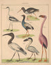 Illustrations for the General Natural History of Oken for all classes Pl129 - Lorenz Oken — artwork view