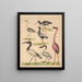 Illustrations for the General Natural History of Oken for all classes Pl129 - Lorenz Oken — framed artwork on a wall