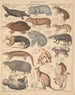 Illustrations for the General Natural History of Oken for all classes Pl134 - Lorenz Oken — artwork view