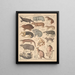 Illustrations for the General Natural History of Oken for all classes Pl134 - Lorenz Oken — framed artwork on a wall