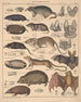 Illustrations for the General Natural History of Oken for all classes Pl135 - Lorenz Oken — artwork view