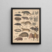 Illustrations for the General Natural History of Oken for all classes Pl135 - Lorenz Oken — framed artwork on a wall