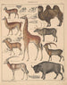 Illustrations for the General Natural History of Oken for all classes Pl138 - Lorenz Oken — artwork view