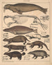 Illustrations for the General Natural History of Oken for all classes Pl139 - Lorenz Oken — artwork view
