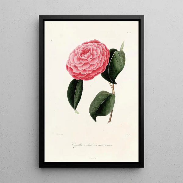 Lorenzo Berlse - Iconographie du genre Camellia Pl023.webp