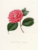 Iconographie del género Camellia Pl024 - Lorenzo Bartolini | Cuadro — vista de la obra