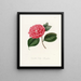 Iconographie del género Camellia Pl024 - Lorenzo Bartolini | Cuadro — cuadro enmarcado en la pared