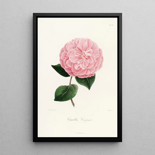 Lorenzo Berlse - Iconographie du genre Camellia Pl026.webp