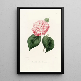 Lorenzo Berlse - Iconographie du genre Camellia Pl034.webp