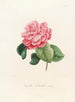 Iconography of the Camellia Genre Pl036 - Lorenzo Bartolini — artwork view
