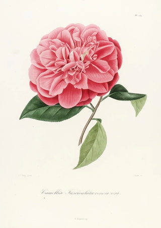 Lorenzo Berlse - Iconographie du genre Camellia Pl039.webp