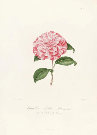 Lorenzo Berlse - Iconographie du genre Camellia Pl040.webp