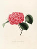 Iconography of the Camellia Genre Pl041 - Lorenzo Bartolini — artwork view