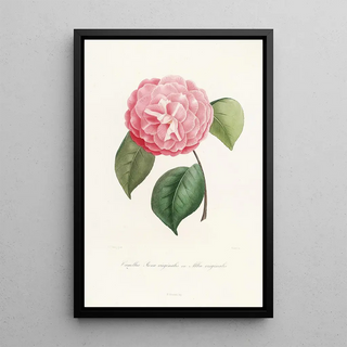Lorenzo Berlse - Iconographie du genre Camellia Pl042.webp