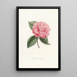 Lorenzo Berlse - Iconographie du genre Camellia Pl043.webp
