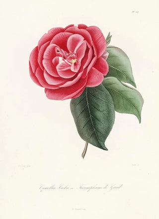 Lorenzo Berlse - Iconographie du genre Camellia Pl047.webp