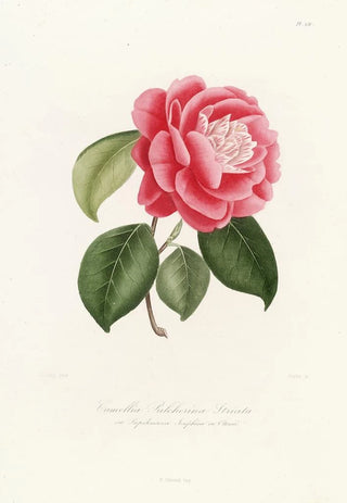 Lorenzo Berlse - Iconographie du genre Camellia Pl051.webp