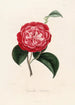 Iconography of the Camellia Genre Pl056 - Lorenzo Bartolini — artwork view