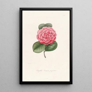 Lorenzo Berlse - Iconographie du genre Camellia Pl059.webp