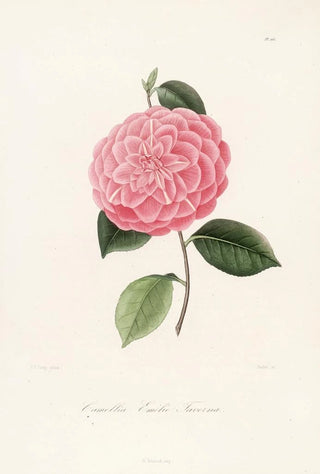 Lorenzo Berlse - Iconographie du genre Camellia Pl066.webp