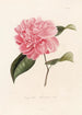 Iconografía del género Camellia Pl074 - Lorenzo Bartolini — vista de la obra