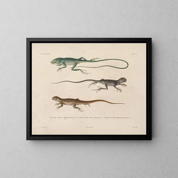 Voyage around the World - Louis-Isidore Duperrey — framed artwork on a wall