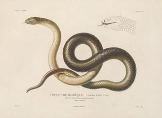 LouisIsidore Duperrey - Voyage autour du monde Pl005.webp