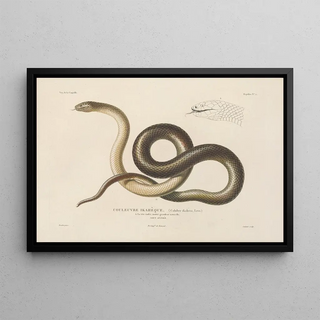 LouisIsidore Duperrey - Voyage autour du monde Pl005.webp