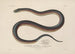 Voyage around the World Pl006 - Louis-Isidore Duperrey — artwork view