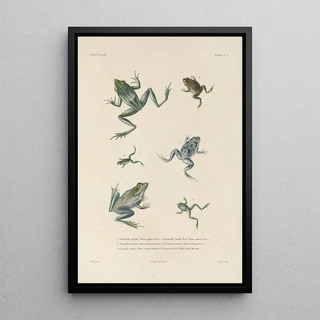 LouisIsidore Duperrey - Voyage autour du monde Pl007.webp