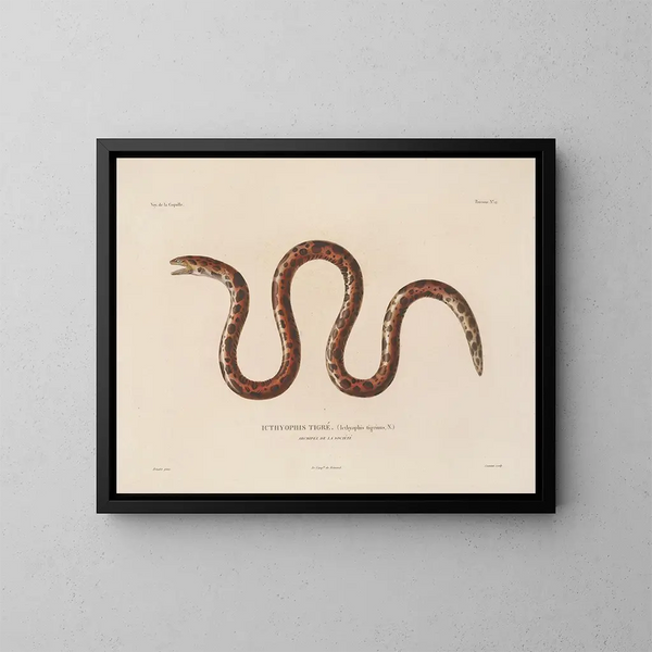 Viaje alrededor del mundo - Louis-Isidore Duperrey — cuadro enmarcado en la pared