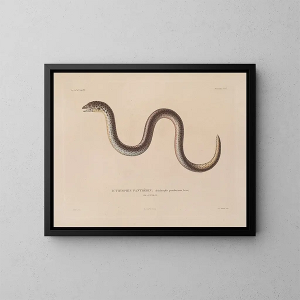 Viaje alrededor del mundo - Louis-Isidore Duperrey — cuadro enmarcado en la pared