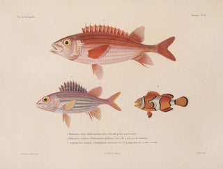 LouisIsidore Duperrey - Voyage autour du monde Pl032.webp