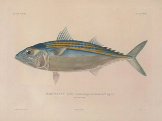 LouisIsidore Duperrey - Voyage autour du monde Pl040.webp