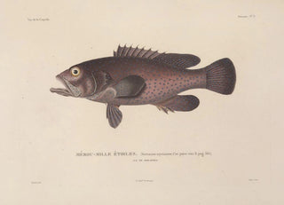 LouisIsidore Duperrey - Voyage autour du monde Pl044.webp