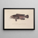 Voyage around the World Pl044 - Louis-Isidore Duperrey — framed artwork on a wall