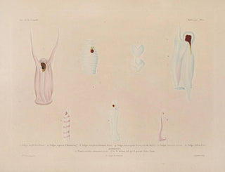 LouisIsidore Duperrey - Voyage autour du monde Pl050.webp