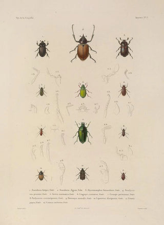 LouisIsidore Duperrey - Voyage autour du monde Pl068.webp