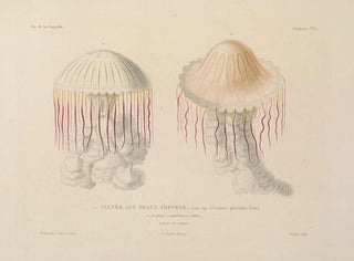 LouisIsidore Duperrey - Voyage autour du monde Pl099.webp
