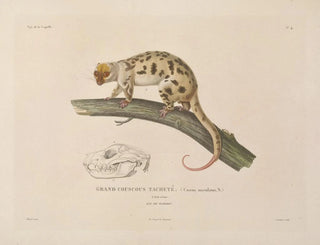 LouisIsidore Duperrey - Voyage autour du monde Pl107.webp