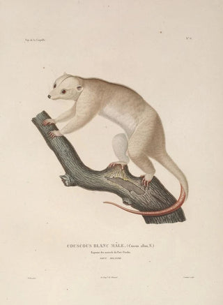 LouisIsidore Duperrey - Voyage autour du monde Pl109.webp