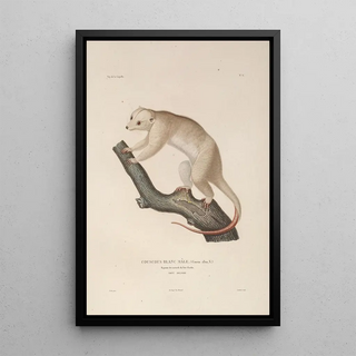 LouisIsidore Duperrey - Voyage autour du monde Pl109.webp