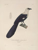 Voyage around the world Pl139 - Louis-Isidore Duperrey — artwork view